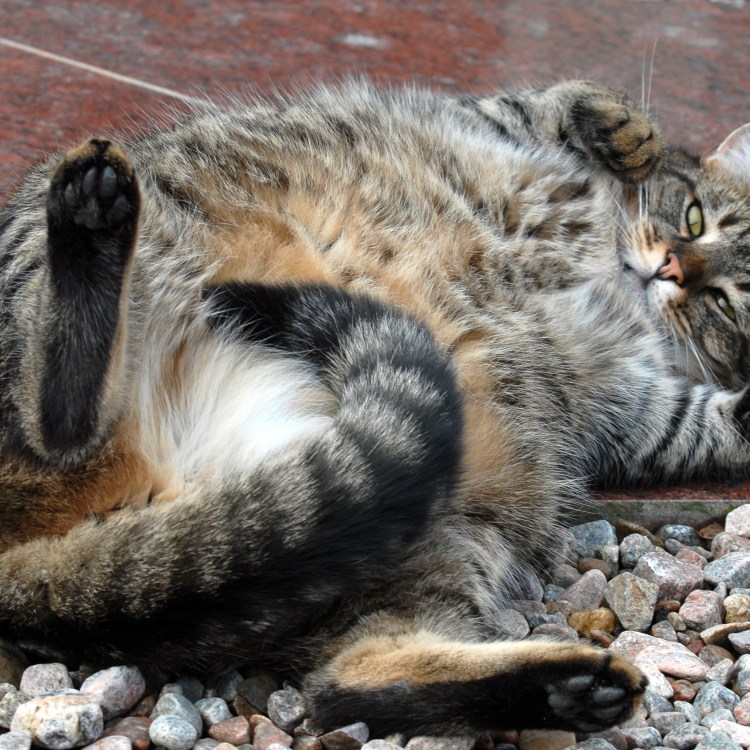 Кошка лежит