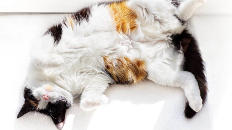 Кот лежит вид сверху