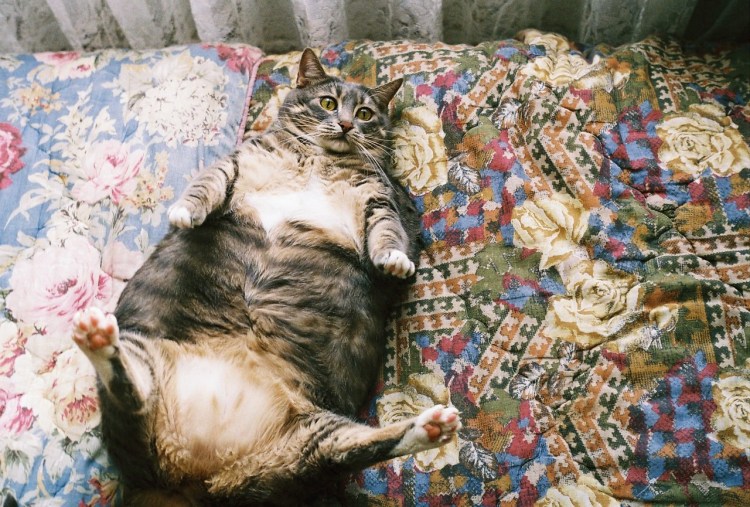 Толстый кот валяется на спине