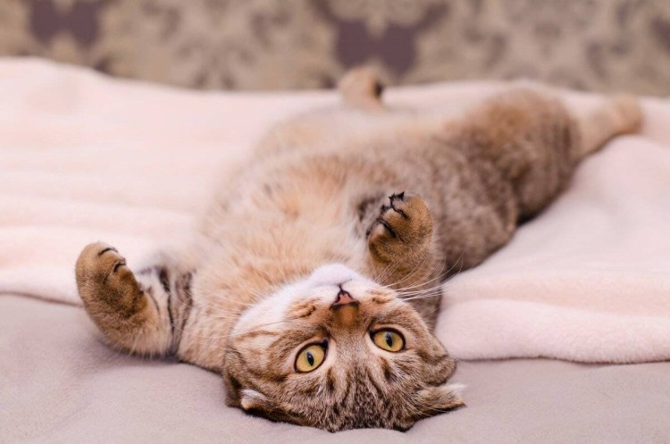Котик лежит на спине