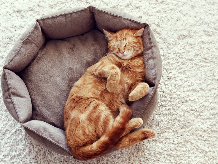 Кошка лежит