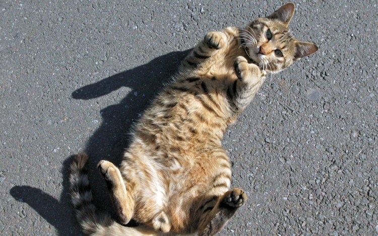 Котенок на спинке