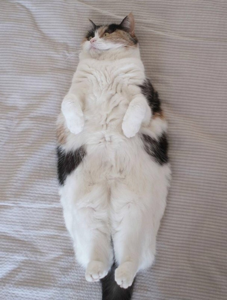 Толстый кот лежит на спине