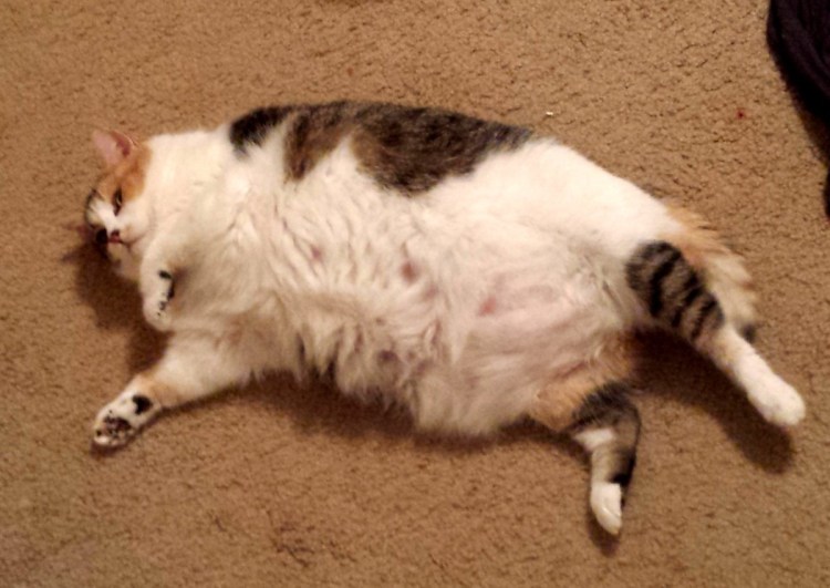 Толстый кот на спине