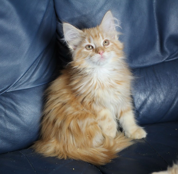 Норвежский Лесной кот рыжий