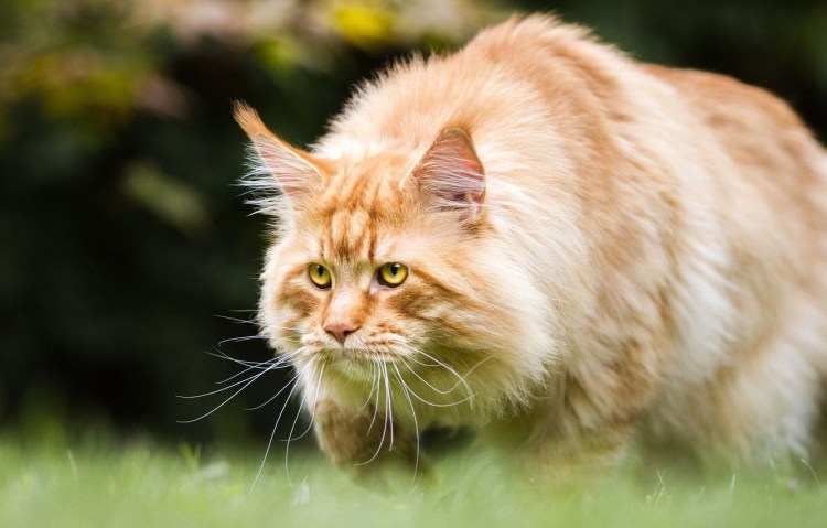 Лесной кот Мейн кун