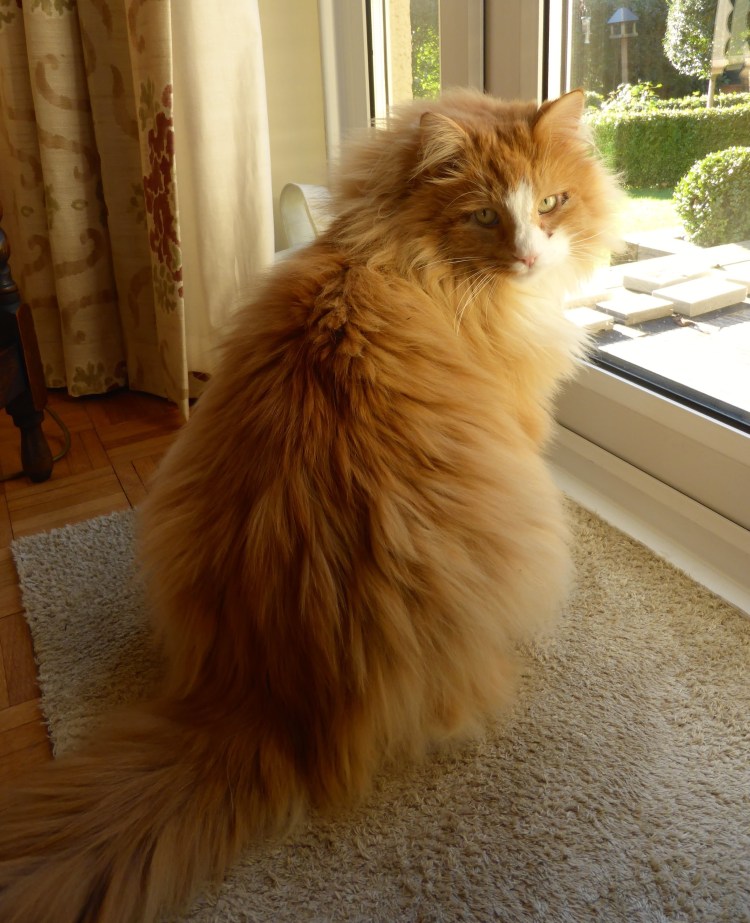 Норвежская Лесная кошка рыжего окраса