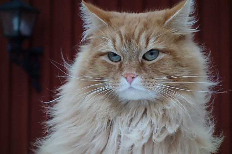 Норвежский Лесной кот кремовый