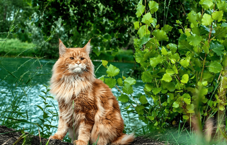 Лесной кот Мейн кун