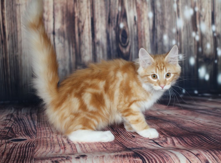 Норвежский Лесной кот питомник рыжий