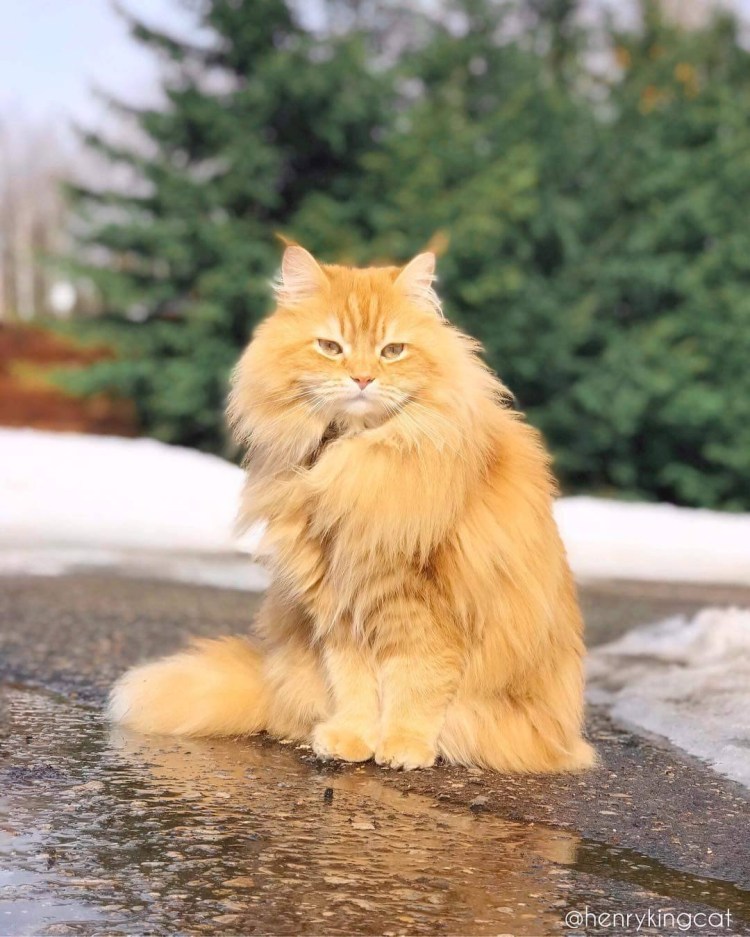 Норвежский Лесной кот рыжий