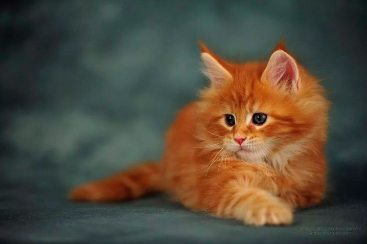 Норвег кошка