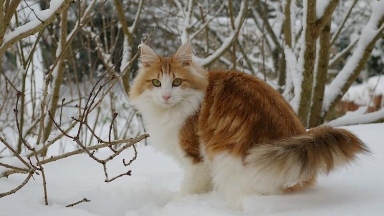 Норвежская Лесная кошка биколор