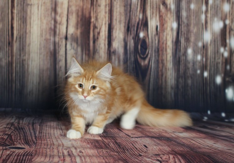 Норвежский Лесной кот рыжий