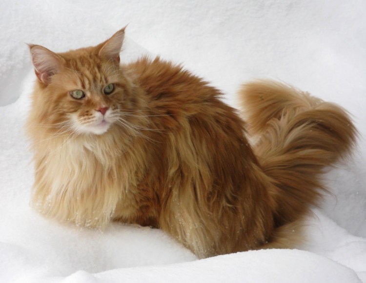 Норвежский Лесной кот рыжий