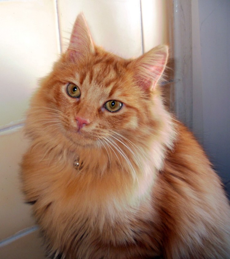 Норвежский Лесной кот рыжий