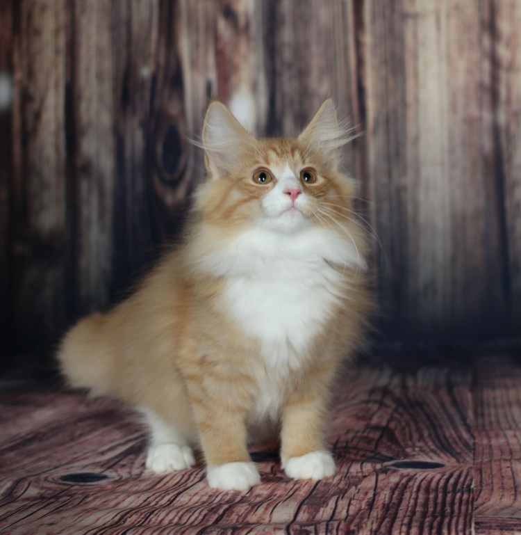 Норвежские Лесные котята