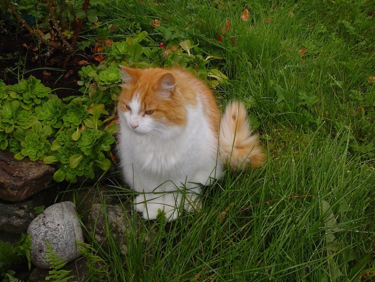 Норвежская Лесная кошка рыжая котенок