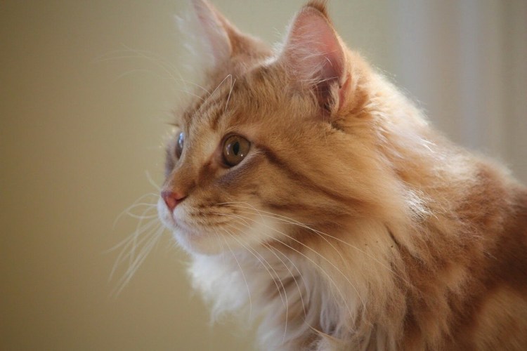 Норвежская Лесная ошка