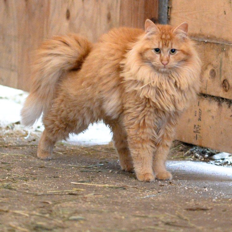 Сибирский Лесной кот рыжий