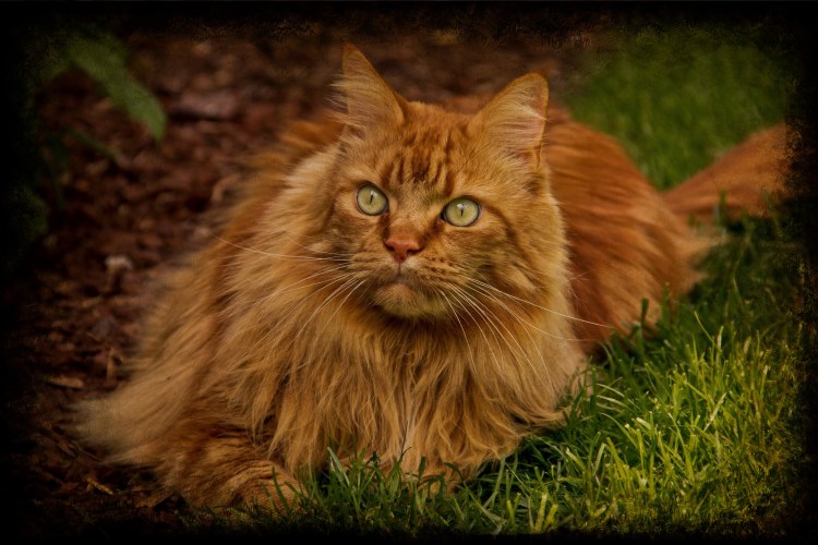 Норвежский Лесной кот рыжий котенок