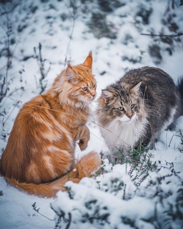 Норвежский Лесной кот рыжий