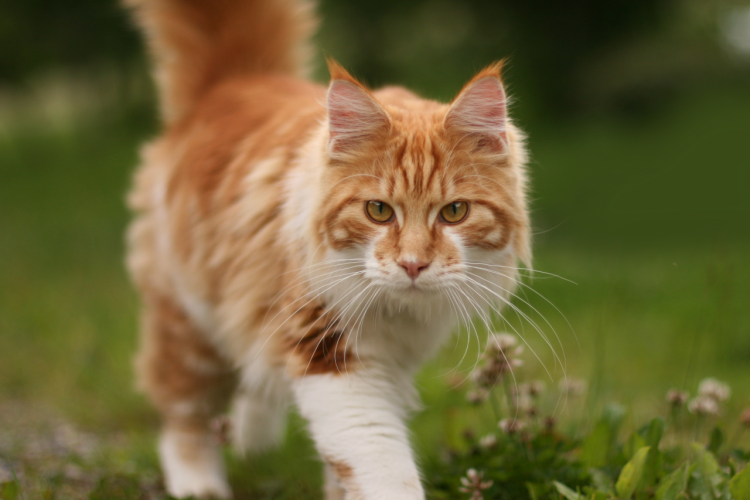 Немчиновка рыжая кошка