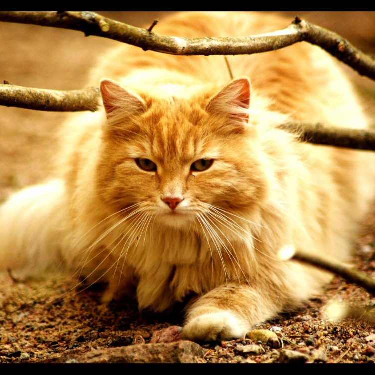 Норвежская Лесная кошка рыжая с белым