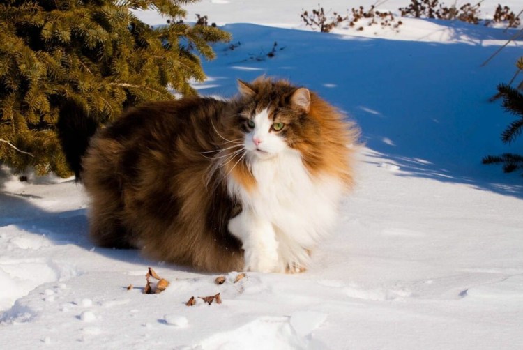 Кошляндия Аллы Лебедевой