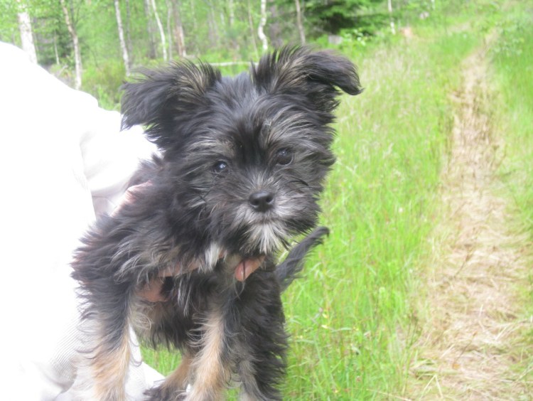 Метис Йорка и спаниеля