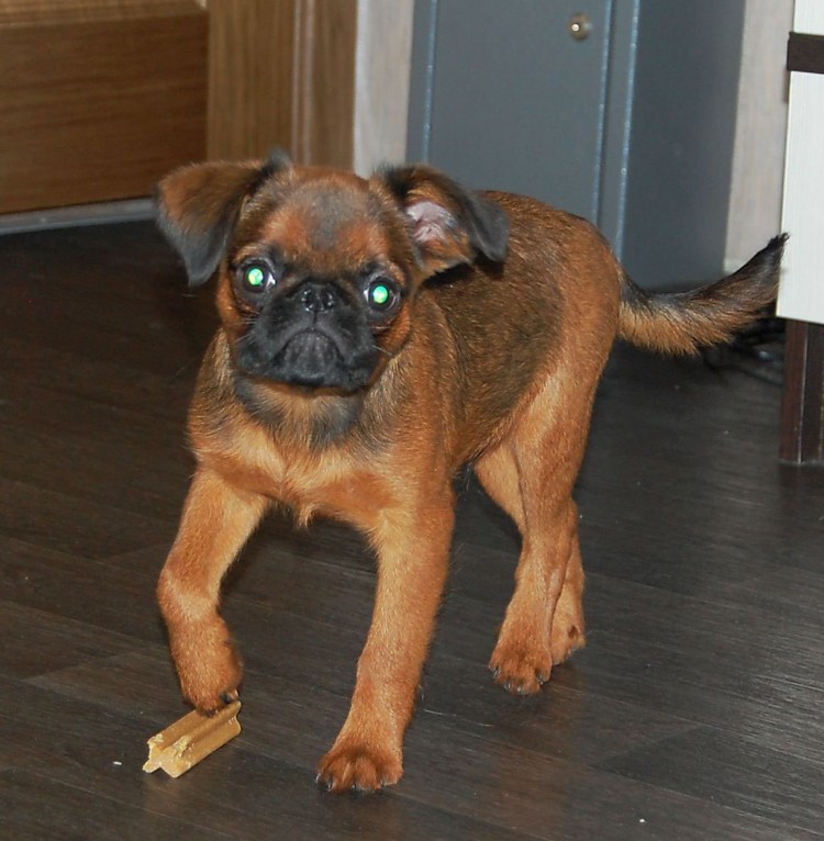 Метис бельгийского гриффона