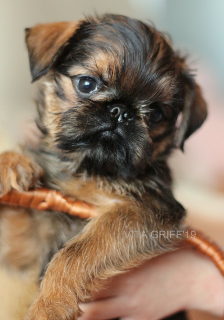 Бельгийский и Брюссельский гриффоны и Пти-брабансон