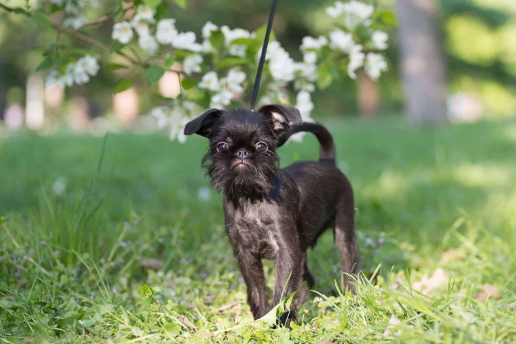 Собачка бельгийский гриффон