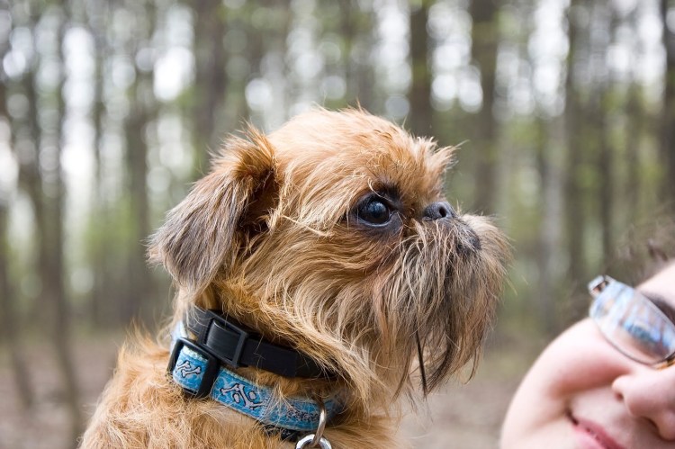 Гриффон собака в кепке