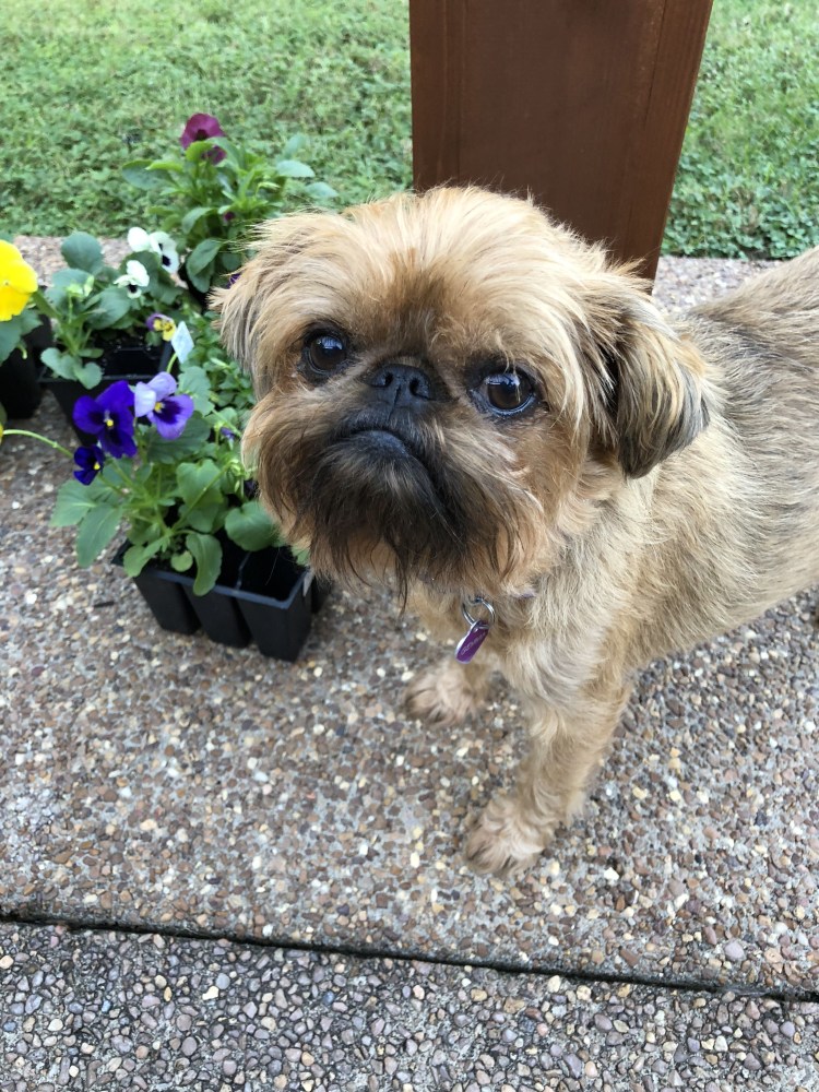 Метис ши тцу и гриффона