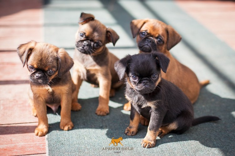 Пти брабансон и чихуахуа