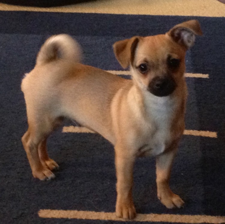 Помесь чихуа и МОПСА