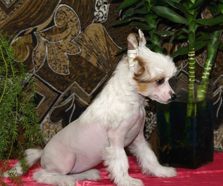 Чихуахуа хохлатая