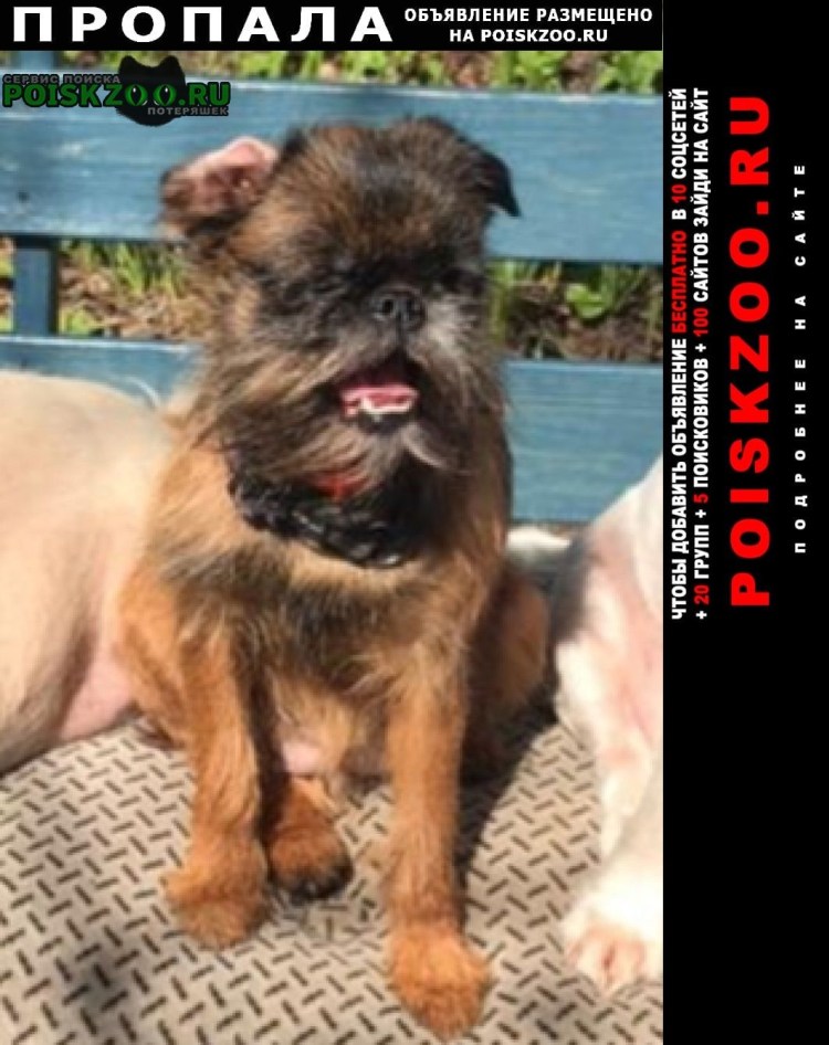 Метис гриффона Стас