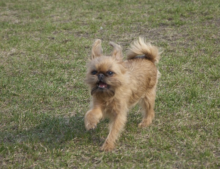 Чихуахуа гриффон