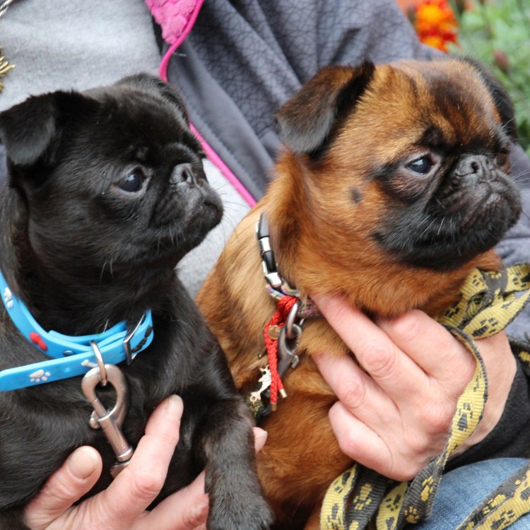 Бельгийский гриффон