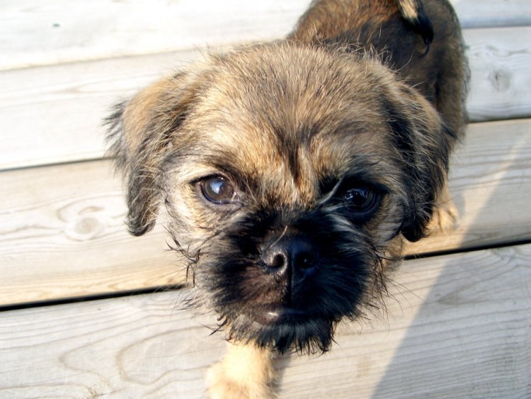 Брюссельский гриффон / Мопс (гибрид