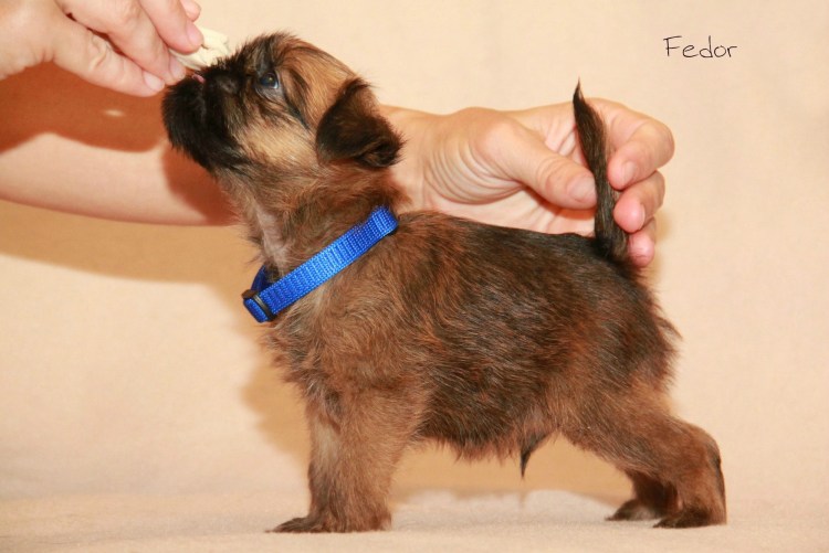 Метис бельгийского гриффона