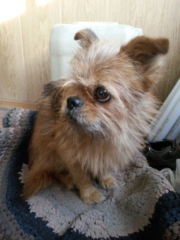 Метис брюссельского гриффона