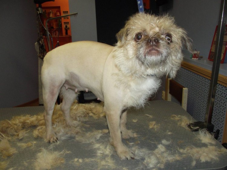 Метис МОПСА И пекинеса