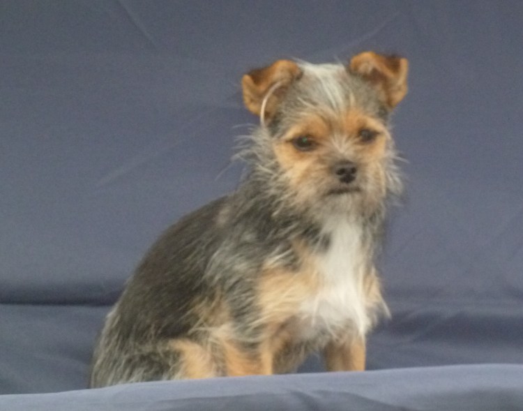 Метис тоя и Йорка