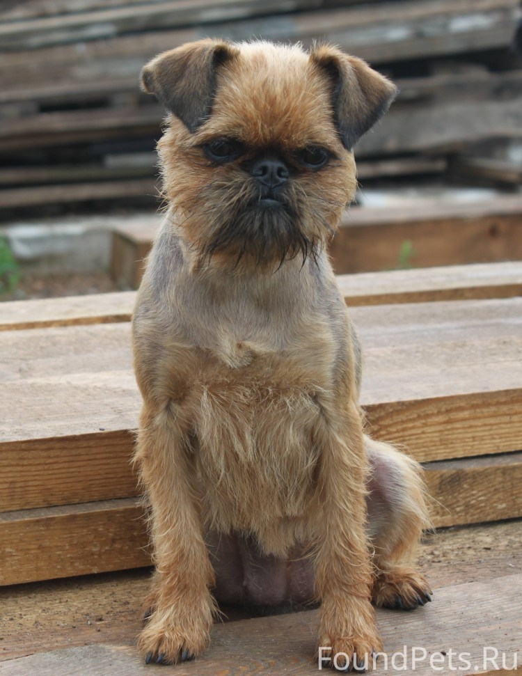 Метис гриффона и Йорка