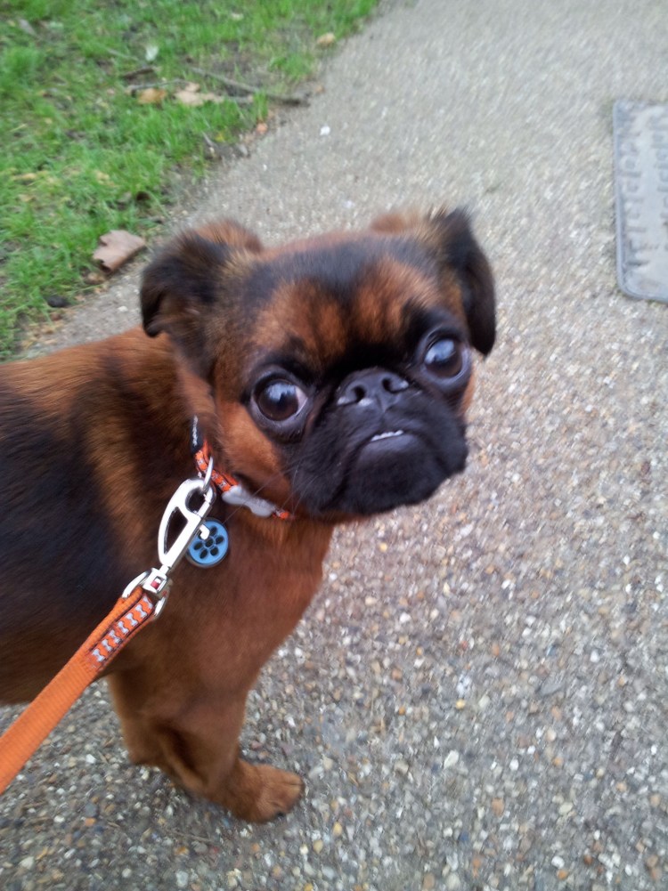 Брюссельский гриффон с мопсом