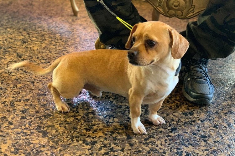 Мопс помесь с таксой