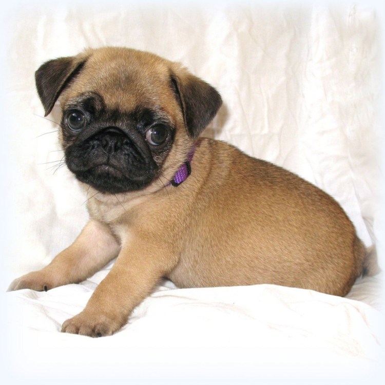 Брюссельский гриффон с мопсом